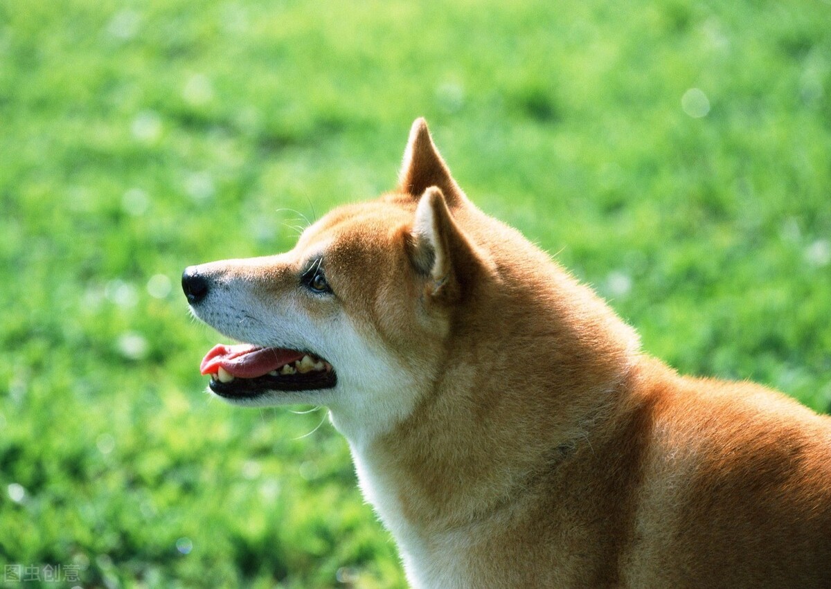 脱毛皮肤痒怎么回事,皮肤瘙痒诱发的原因是什么