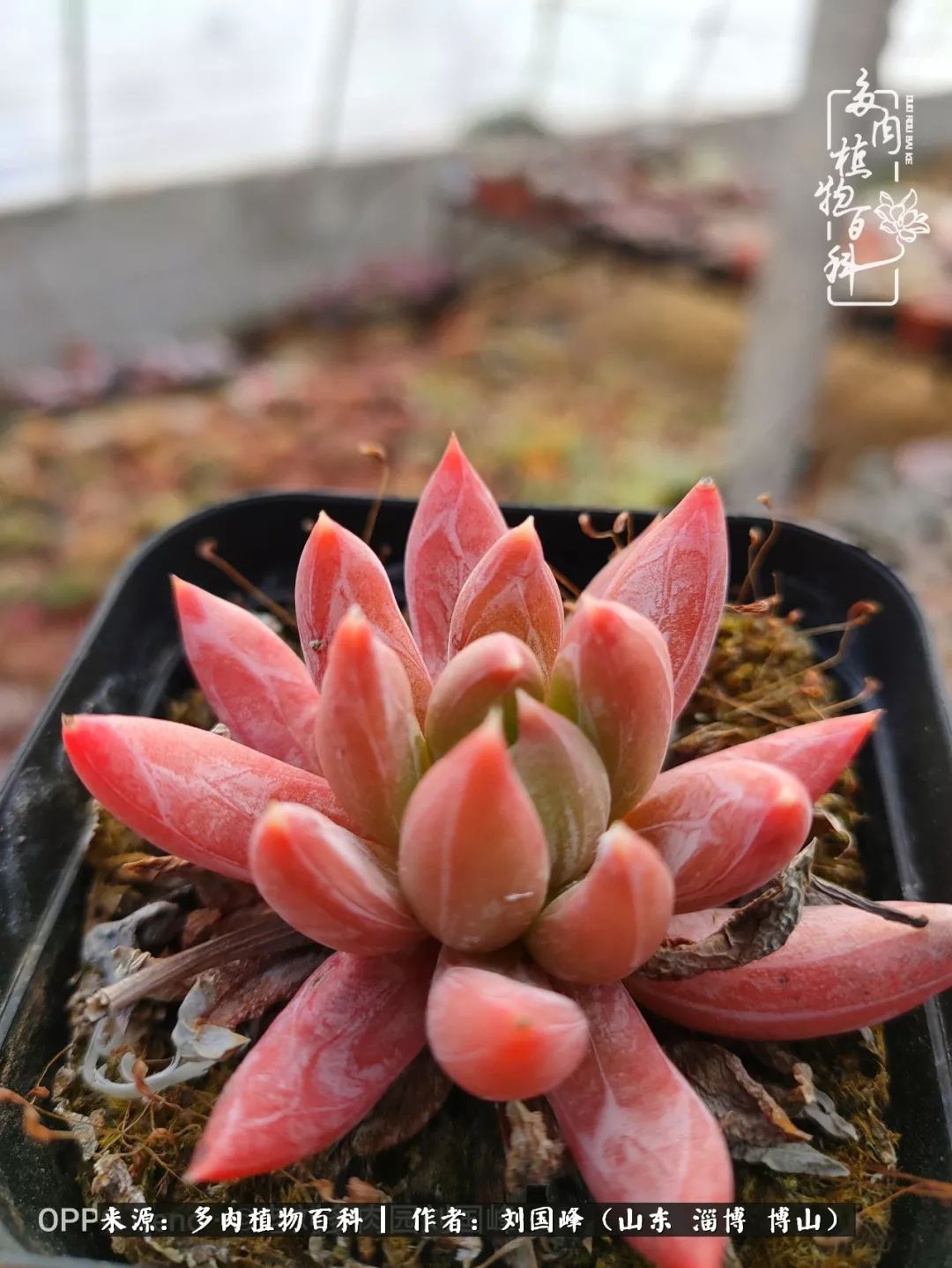 冬季室温20度以上多肉怎么养,贵的不一定就是好的便宜的