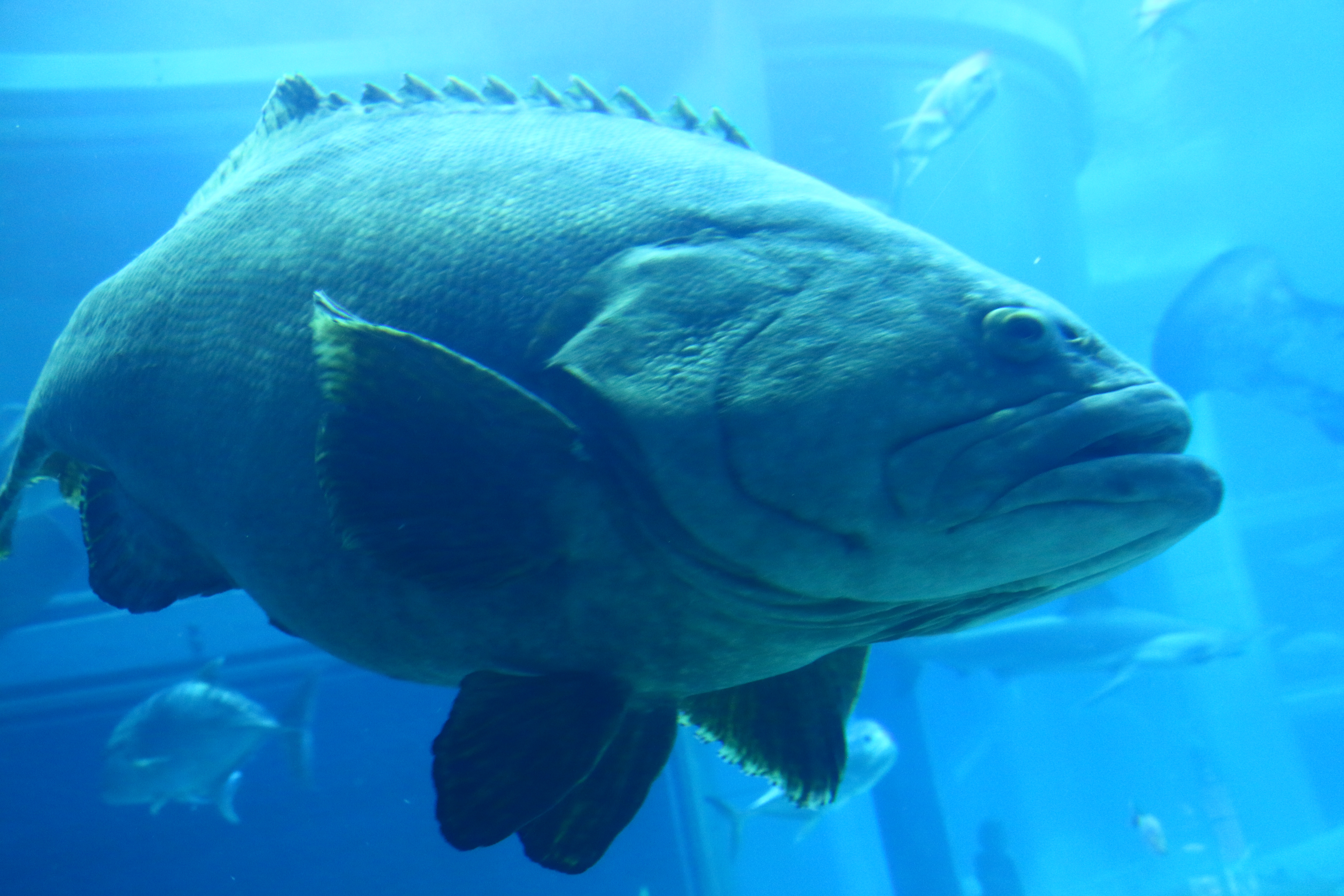 日本奈良自由行详细攻略,日本大阪京都自由行路线