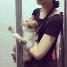 猫咪特别怕水是不是就不能洗澡,不怕洗澡的猫咪