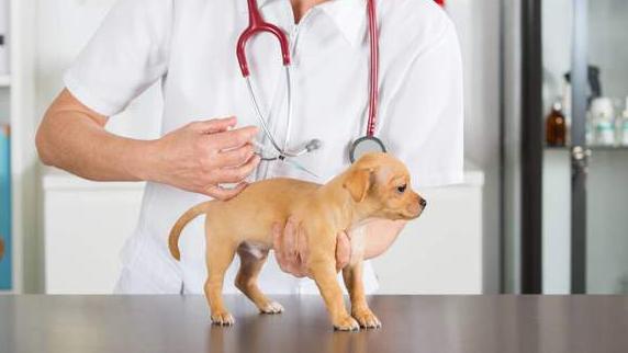 狗狗该咋养新手必看养狗知识点,新手养狗怎么教狗狗上厕所