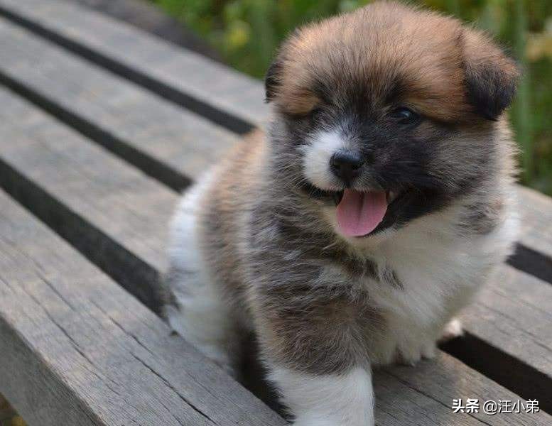 小土狗喝哪种奶粉,两个月大的小土狗可以喝驼奶粉吗