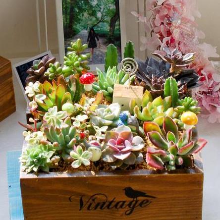 多肉花剑能扦插吗,多肉的花剑可以扦插吗