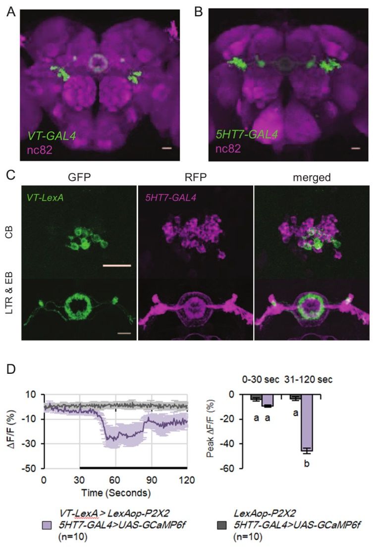 脑科学日报|研究：青少年时的性格或与晚年时患痴呆症的风险有关