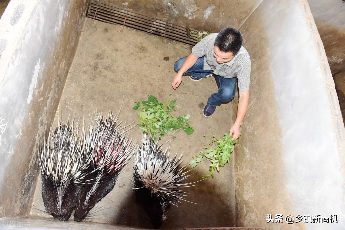 适合农村创业的养殖项目有哪些,大学生返乡养殖前景怎么样