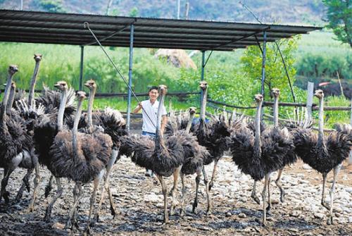 养殖鸵鸟怎么养殖得快些,为什么不建议养殖鸵鸟