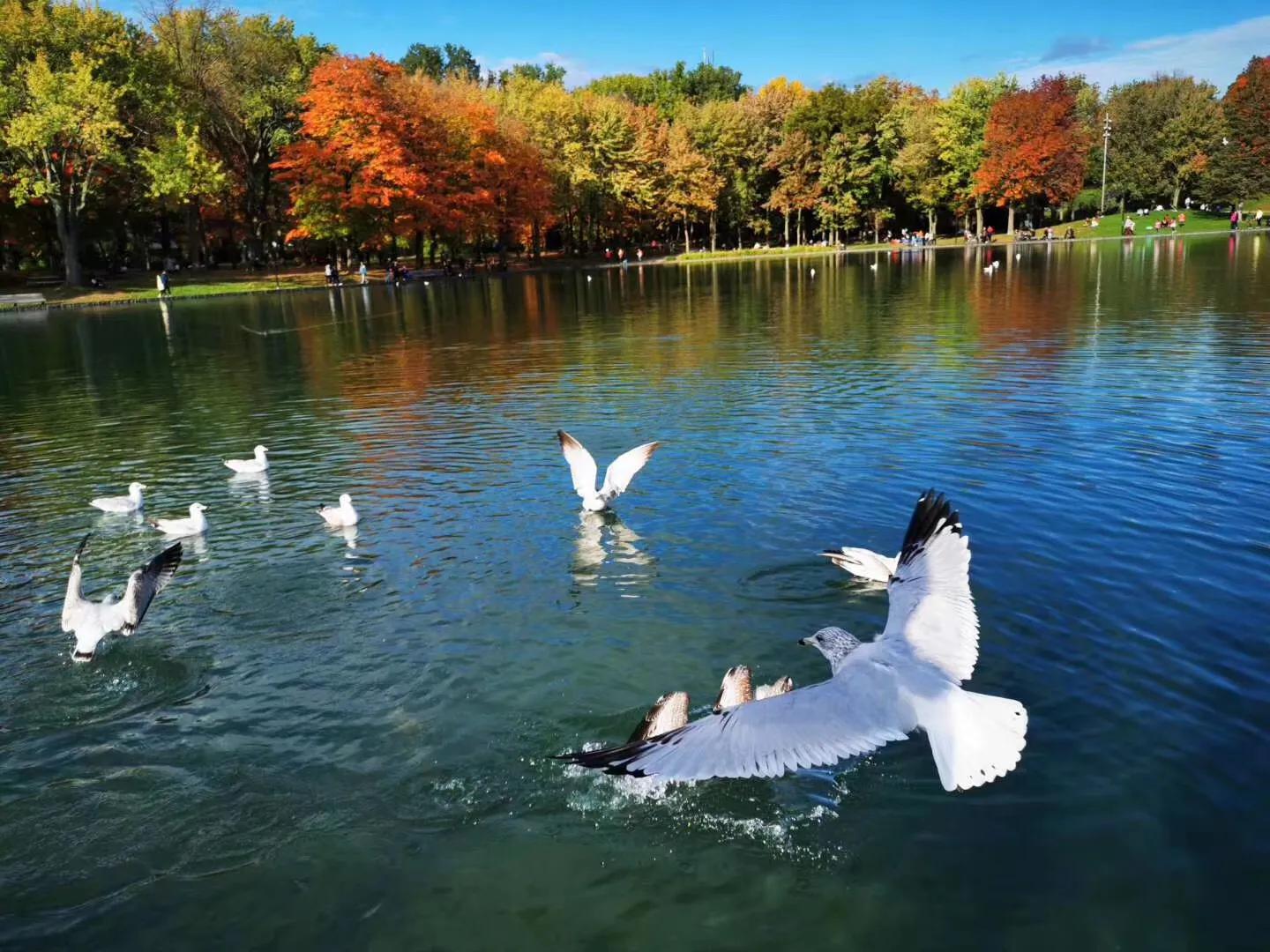 现在可以去枫叶国吗,枫叶国的真实生活