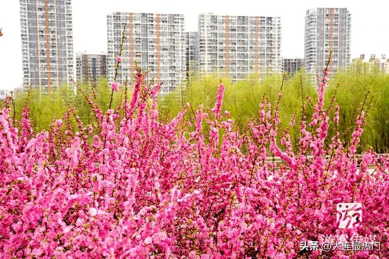 辽宁踏青赏花地点推荐,辽宁春游踏青赏杜鹃花
