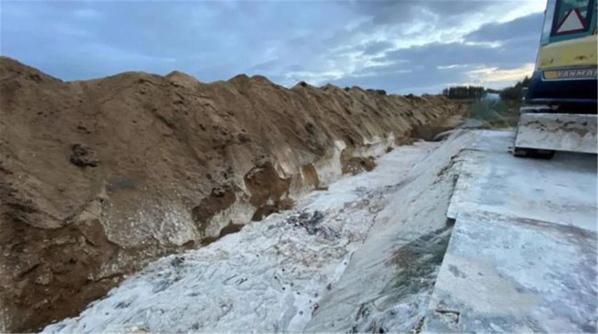 丹麦水貂感染新冠病毒,丹麦水貂感染新冠