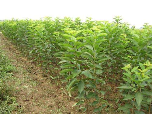 农民致富的10个方法,农民致富最快的项目