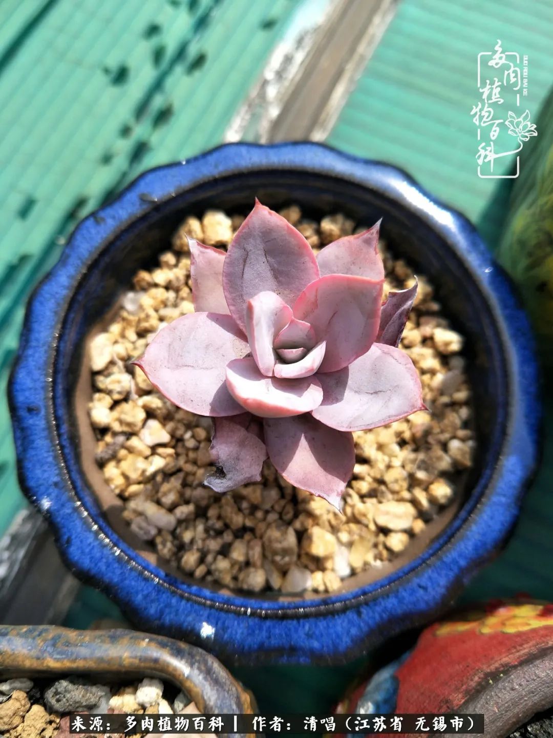 多肉植物百科好看又好养的多肉,喜欢多肉的朋友欢迎光临多肉园艺