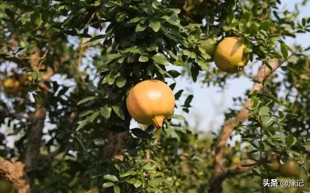 郑州软籽石榴哪个好吃又甜,在中国哪个地方的软籽石榴最出名