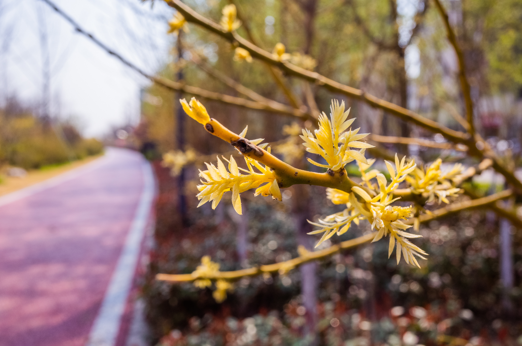 鍗庝负p30pro瀵规瘮鑻规灉12pro,鍗庝负p30pro瀵规瘮iphonese2