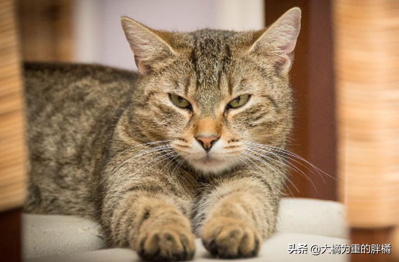 猫咪什么表现是中暑,猫咪轻微中暑怎么救