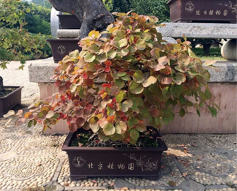 盆景素材十大排名 (什么盆景素材最好)