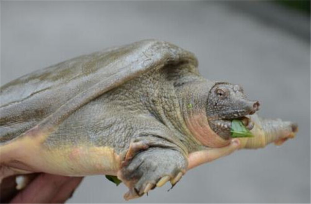 中华鳖饲养管理技术,中华鳖的养殖周期是多少