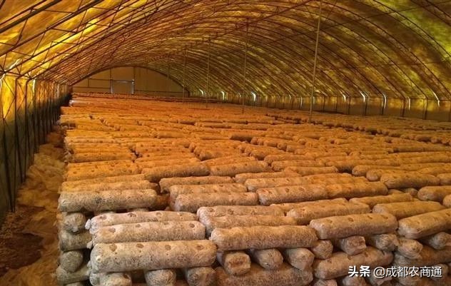 香菇种植技术培训教程,椴木香菇种植与管理