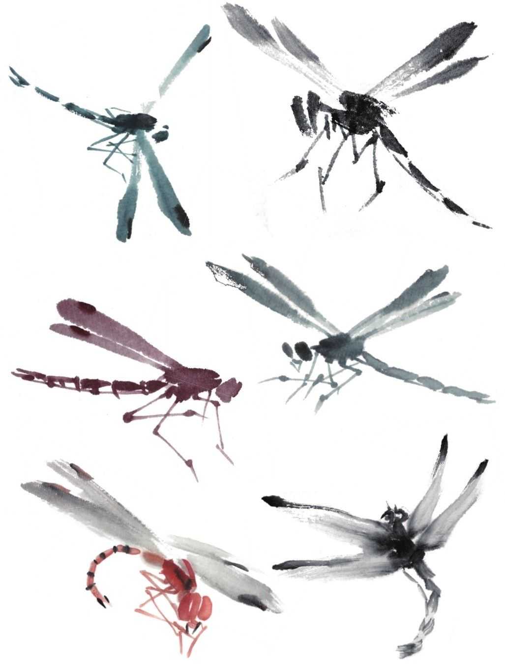 残荷蜻蜓国画画法及调色,徐湛国画蜻蜓的画法