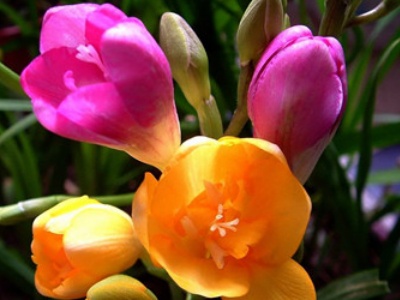 花种子怎么种植到地上,花种子怎么种地里