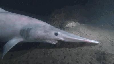 长相和性格不符的鲨鱼,哥布林鲨和巨口鲨是无危生物吗