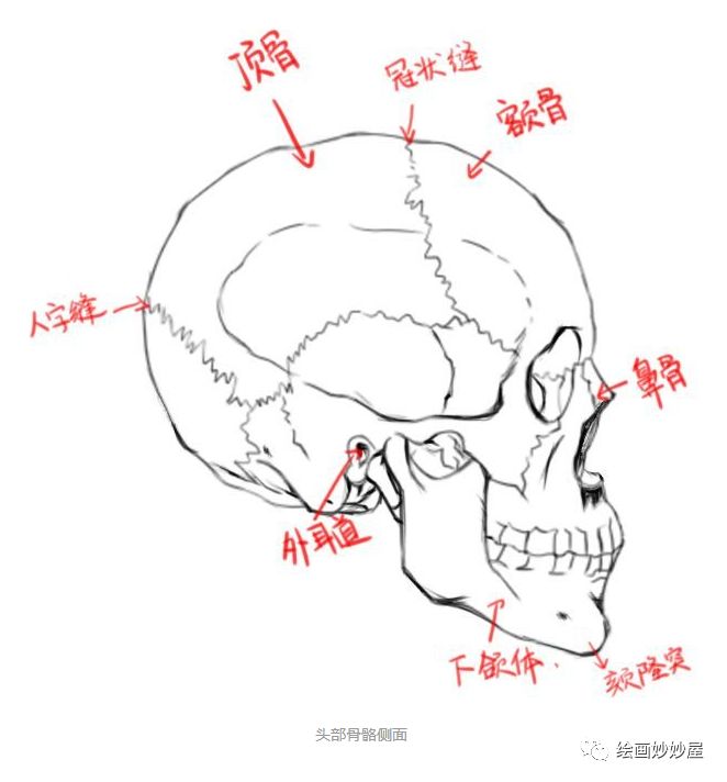 浜虹墿澶村儚缁樼敾鏁欑▼,鍔ㄦ极澶村儚缁樼敾鏁欑▼