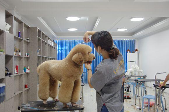 巨型贵宾犬好养嘛,巨型贵宾犬好吗值得养吗