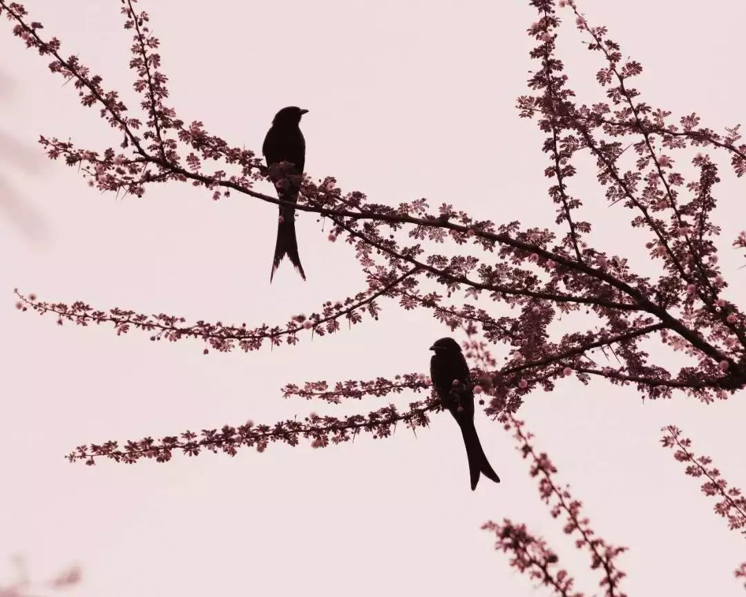 十里春风，不如一盏春茶