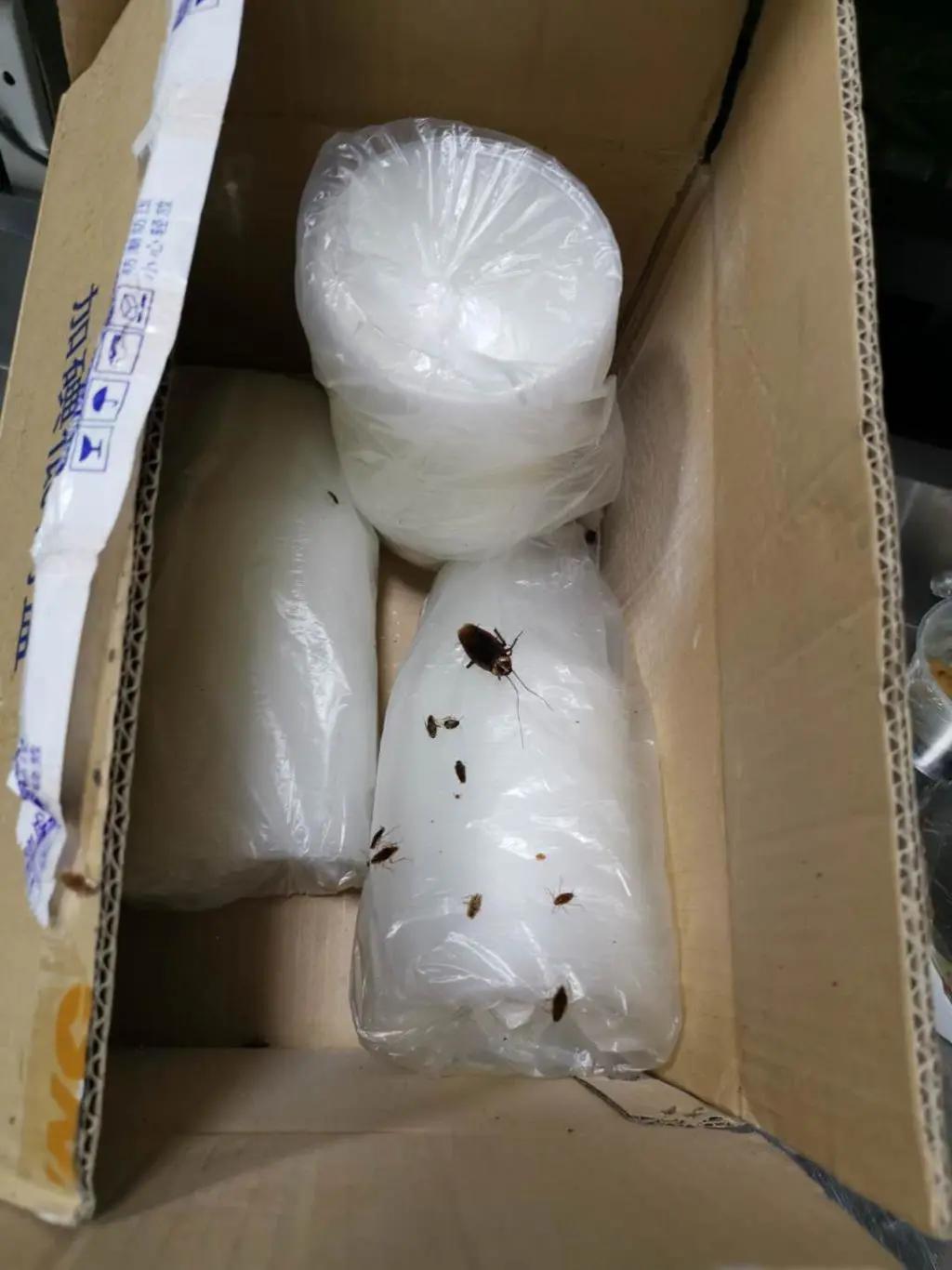 注意！快递纸箱内有“螂出没”，家有闲置快递纸箱赶紧处理