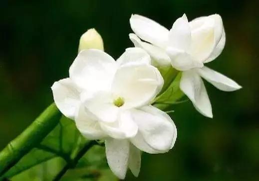 各国国花展示视频,各国国旗国徽国花