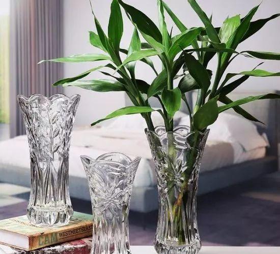 富贵竹叶子发黄怎么加营养液,富贵竹叶子发黄使用什么营养液