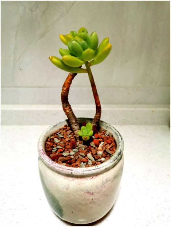 多肉虐我千百遍，我待多肉如初恋