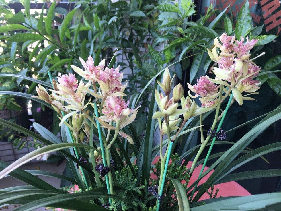 兰花必养经典品种介绍,哪些兰花香味浓郁适合新手养