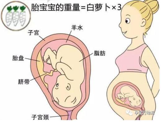 孕期周刊,第三十五周