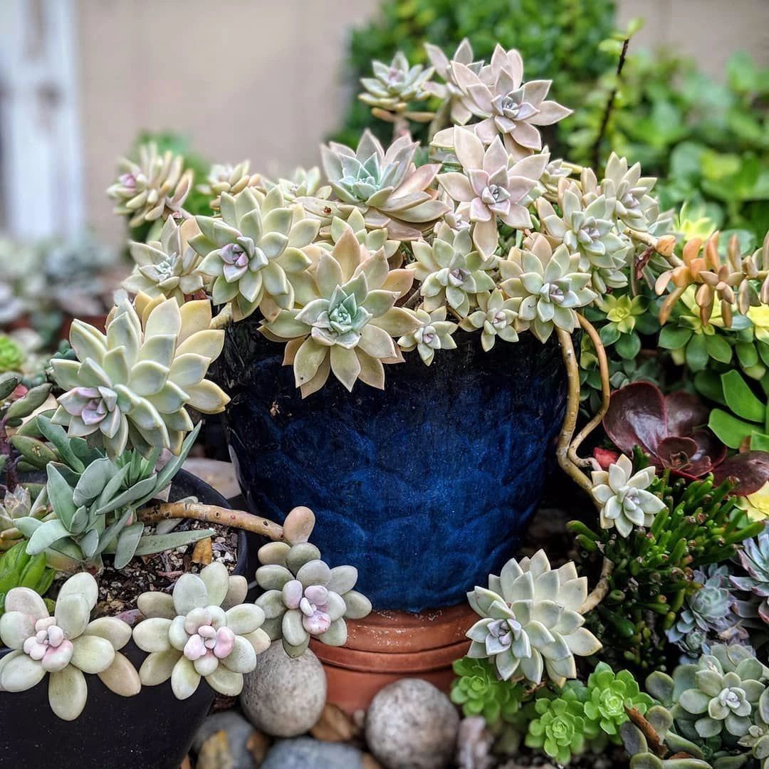 胧月养多久开花,胧月叶片怎么养