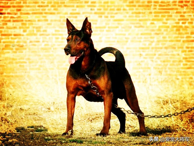 杜宾犬和罗威纳犬哪个狗性格好,罗威纳犬和杜宾犬集合结合