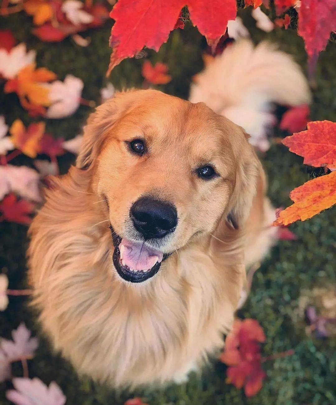 绘画参考素材狗可爱,绘画土狗图片