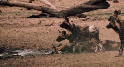 顶级捕猎者狩猎场面,狼群捕猎瞬间