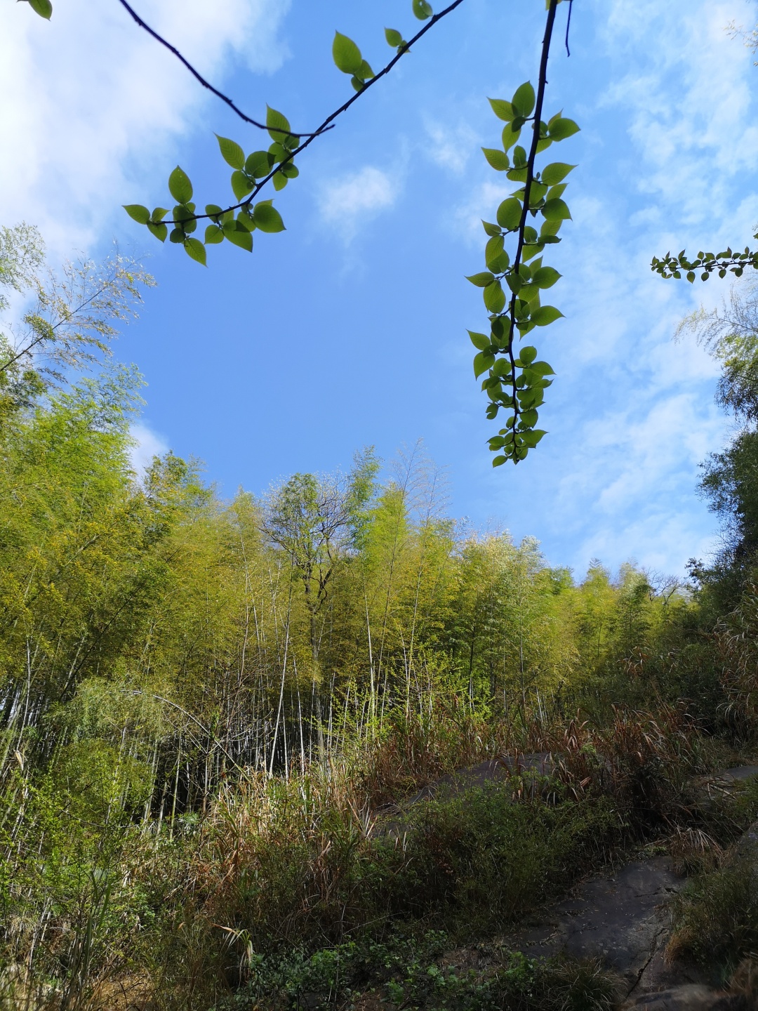 竹林深处探宝——只为了那一棵黄精