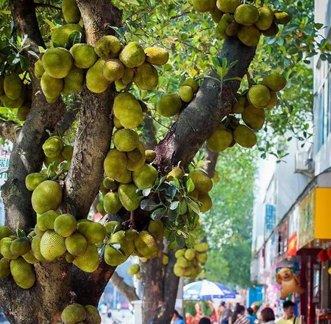 西南边境上的神秘潘多拉，比西双版纳还美，一不小心就出国
