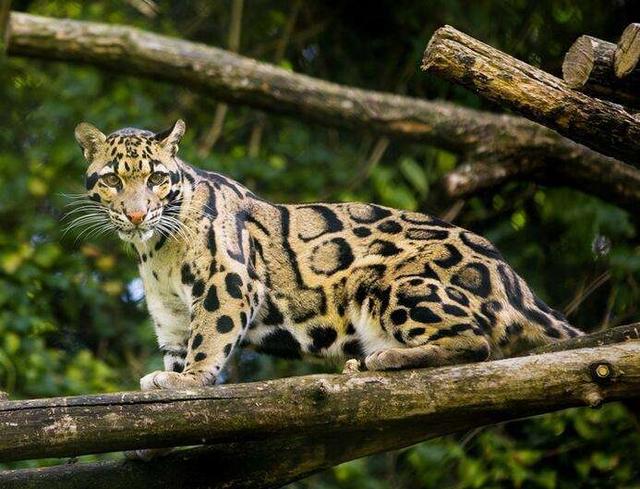 高原的原始丛林寻找野生豹猫,云南山上发现二级保护动物豹猫