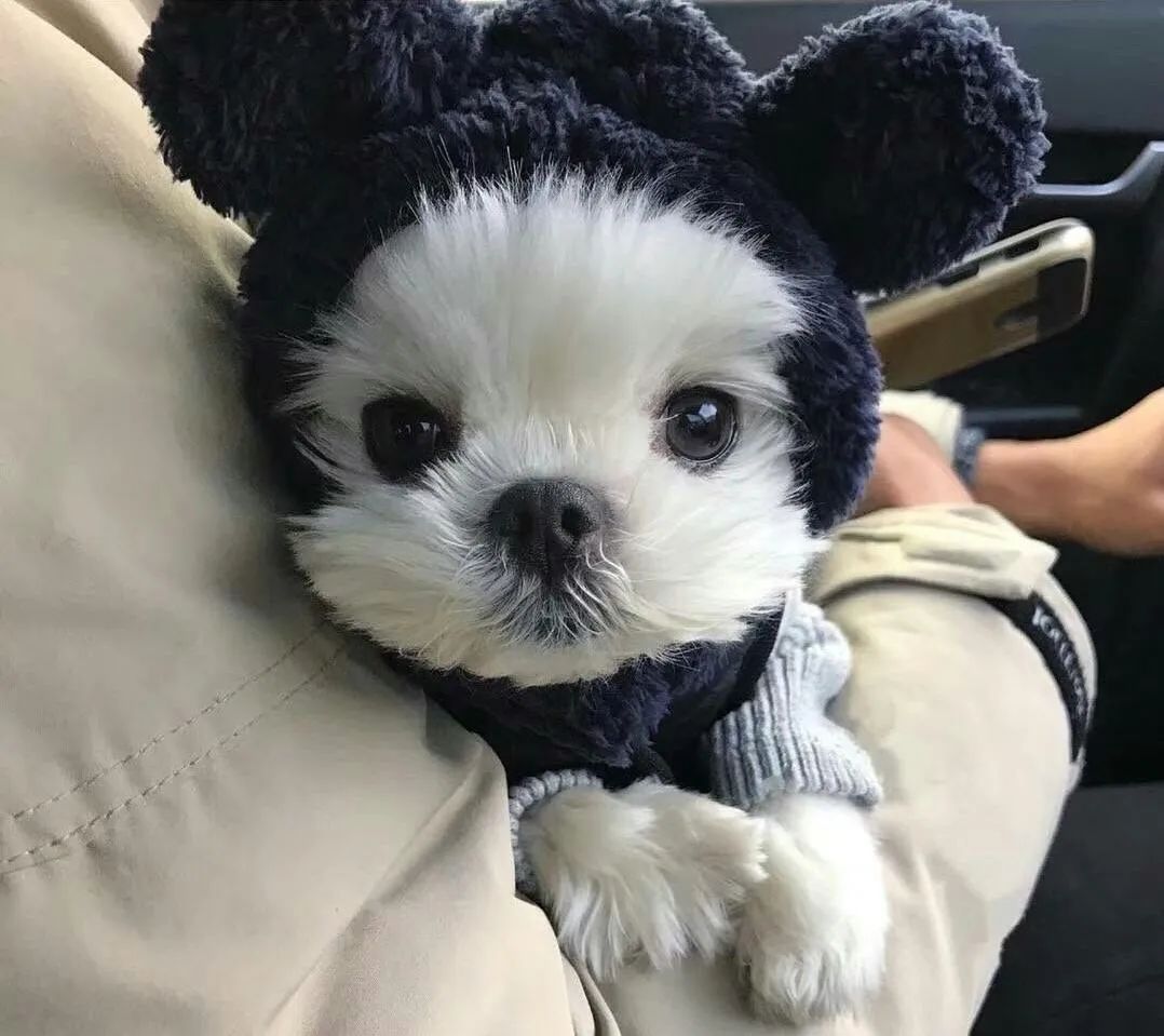 狗狗的这几个动作说明它要咬人,狗狗这几个举动是在喊救命