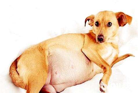 狗狗难产会有怎样的症状,狗狗会有急产吗