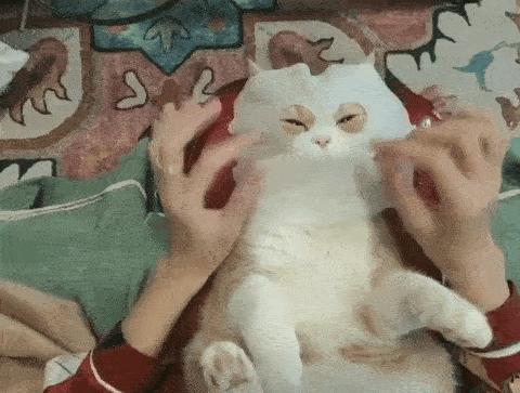 据说最近喵圈流行敷面膜，铲屎官请准备