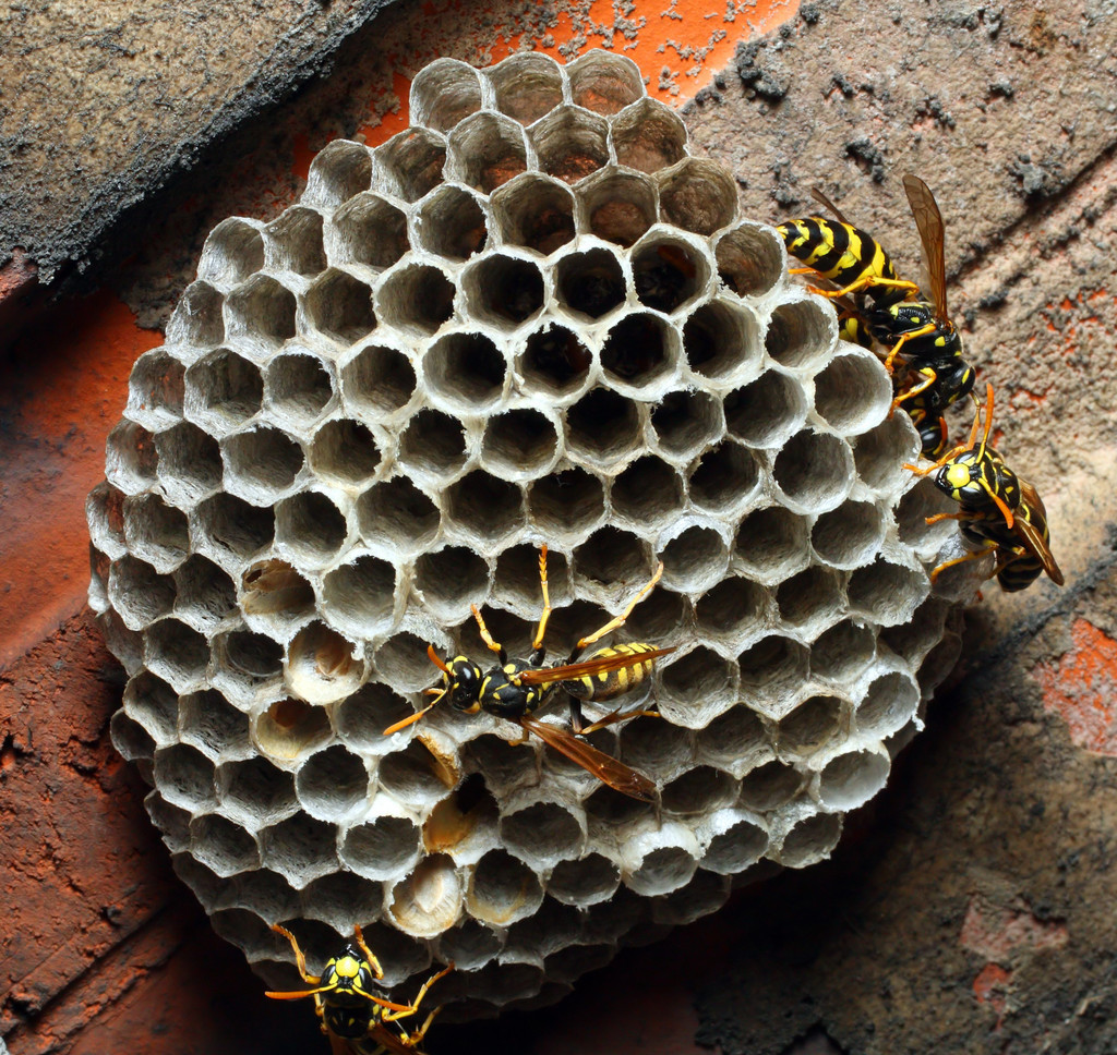 马蜂是益虫还是蜜蜂是益虫,马蜂是益虫还是害虫它长什么样