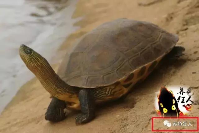 中华花龟和台湾花龟有什么区别,斑纹草龟和普通草龟的区别