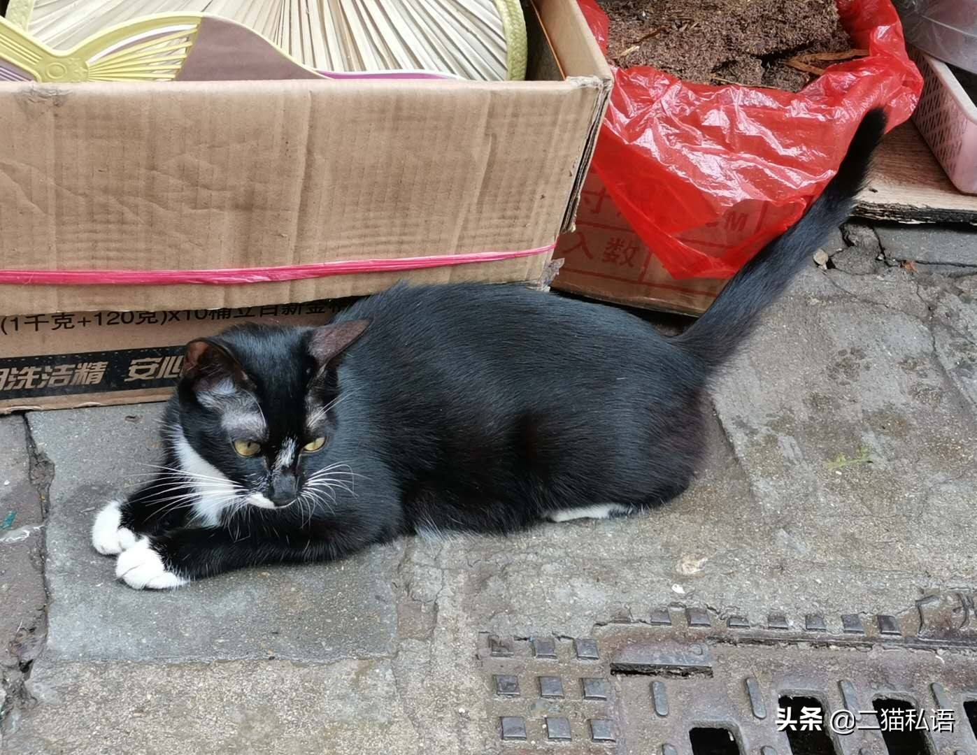 奶牛猫欲向鱼档主讨鱼吃,见有人来买鱼竟然如此做,真是太聪明了