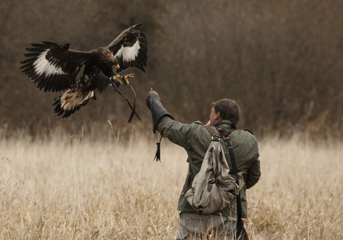 阿根廷巨鹰和狮子,阿根廷巨鹰与狮子大战