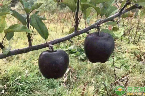 目前苹果最新品种好吃是哪种,这五种水果难得一见