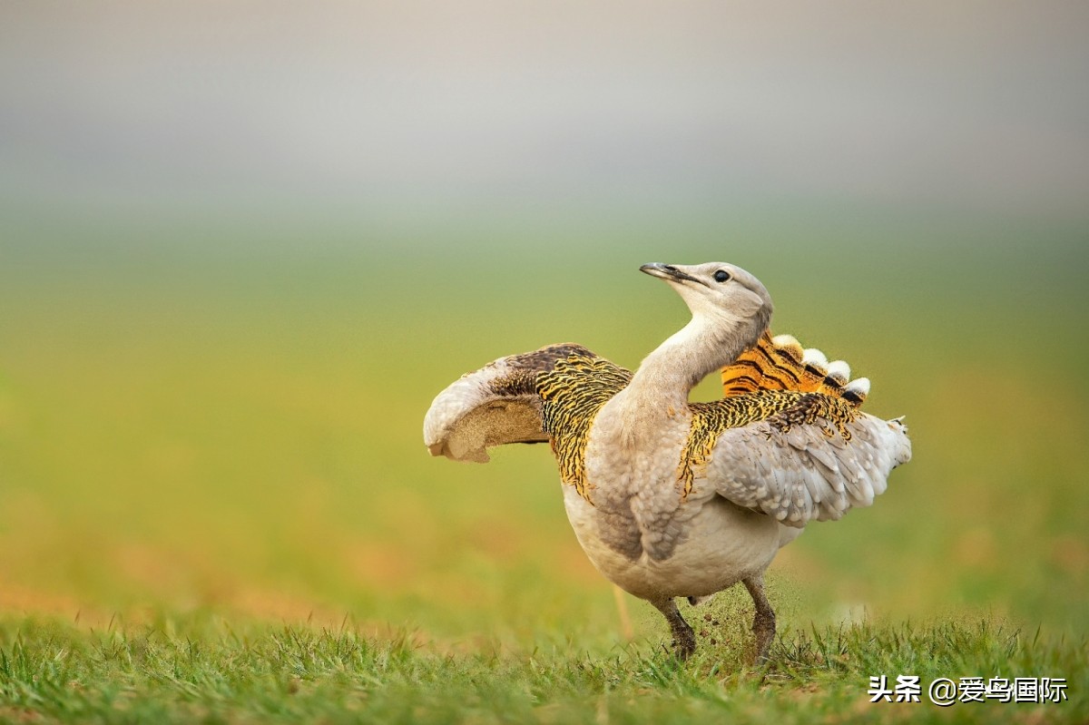 2020观鸟大年,观鸟大年完整版