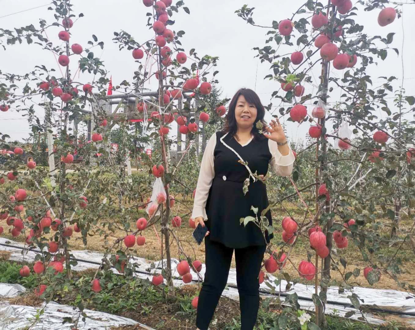 中国有哪些选育的新品种苹果,中国最新选育的富士系苹果品种